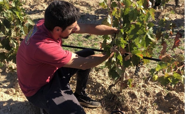 Recogida de uva tempranillo en la Denominación de Origen Ribera del Duero 