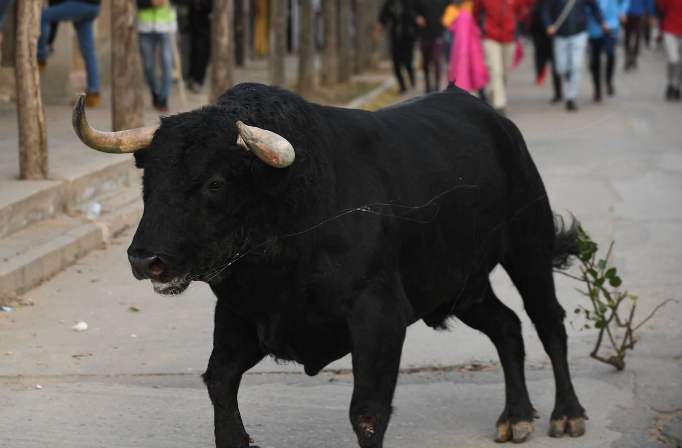 Fotos: Un toro causa el pánico en el encierro en Pollos