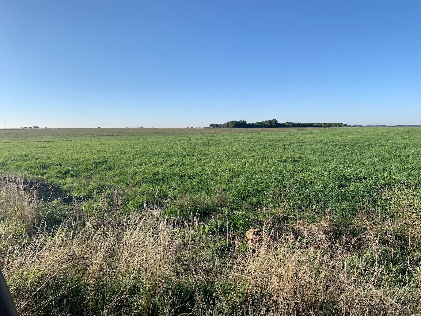 Terrenos de Ciguñuela donde se instalará la planta fotovoltaica. 