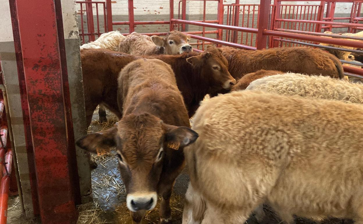 Animales en uno de los corrales del mercado de ganados de Salamanca, esta mañana. 