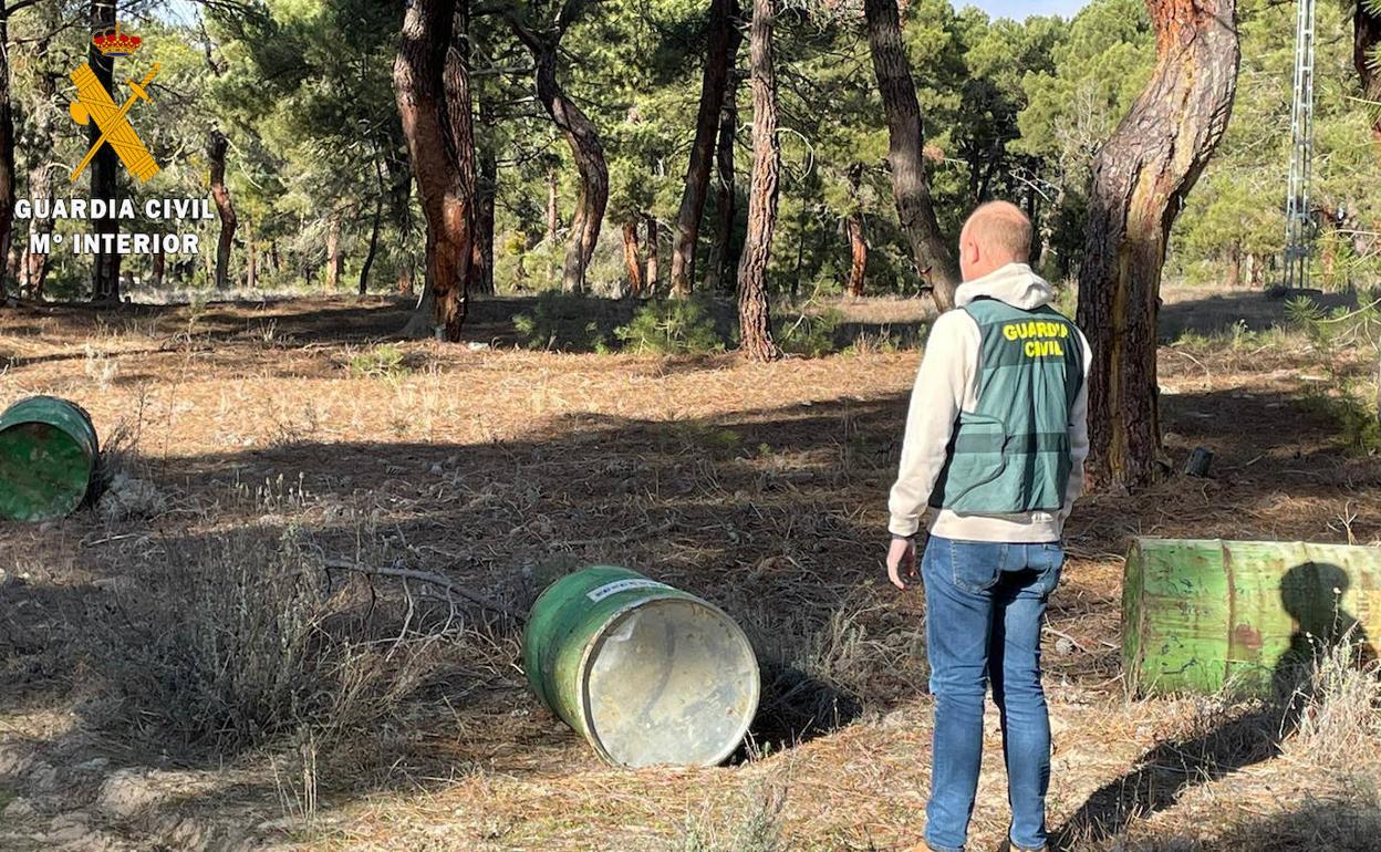 Barriles de resina localizados en un pinar.