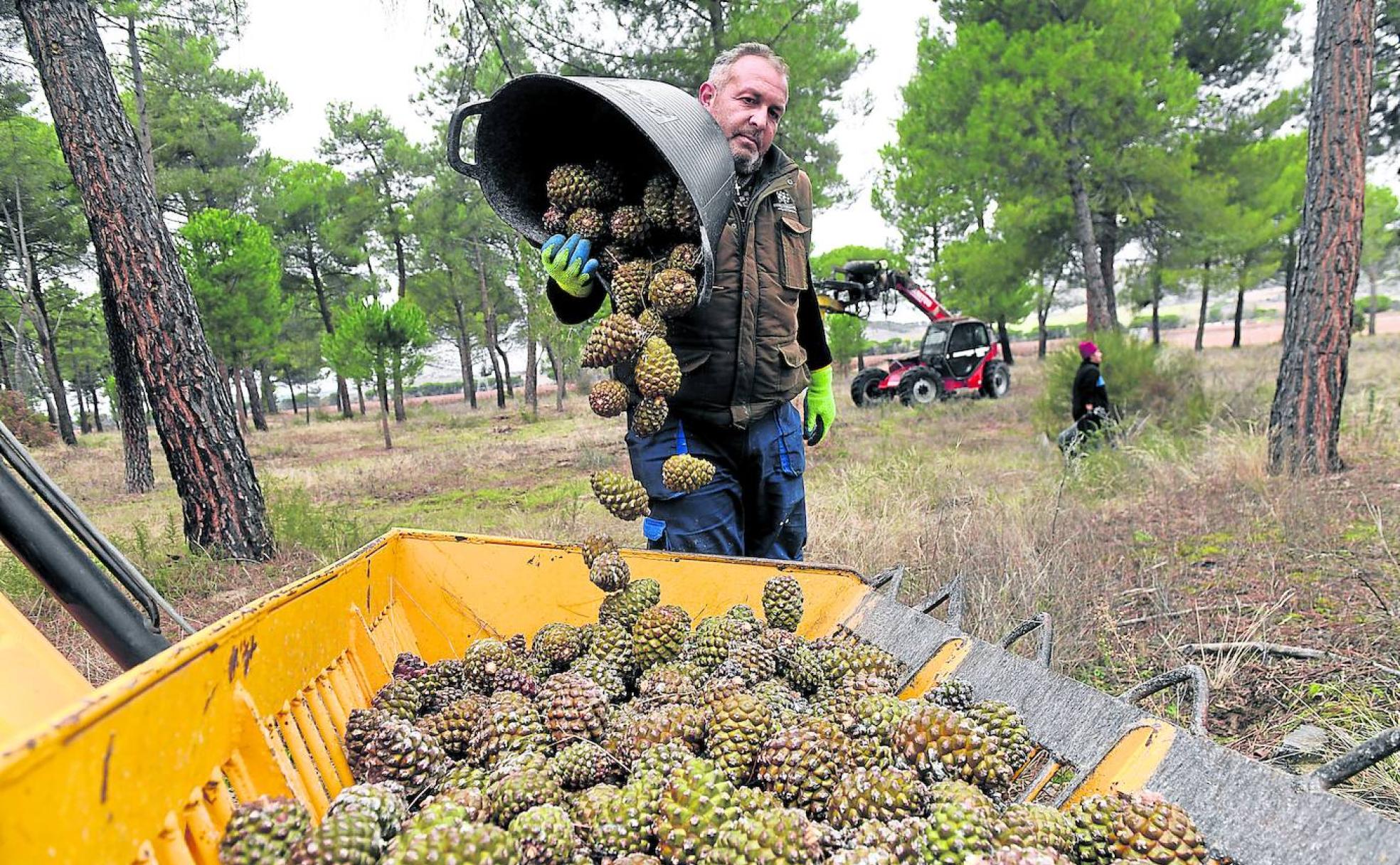 Tirado y recogida de piñas en Traspinedo, a las puertas de Valladolid.