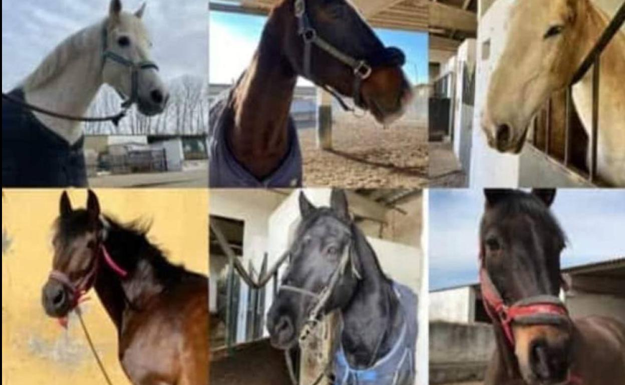 Imágenes de los caballos difundidas para su localización. 