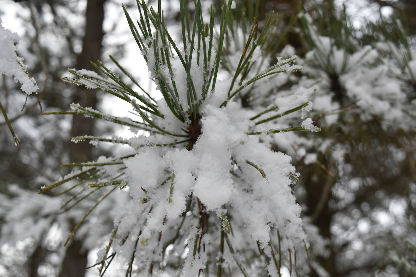 Fotos: Nevada en Aguilar de Campoo