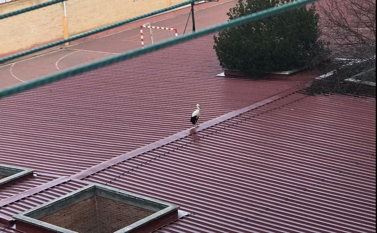 La cigüeña, en el tejado del colegio. 