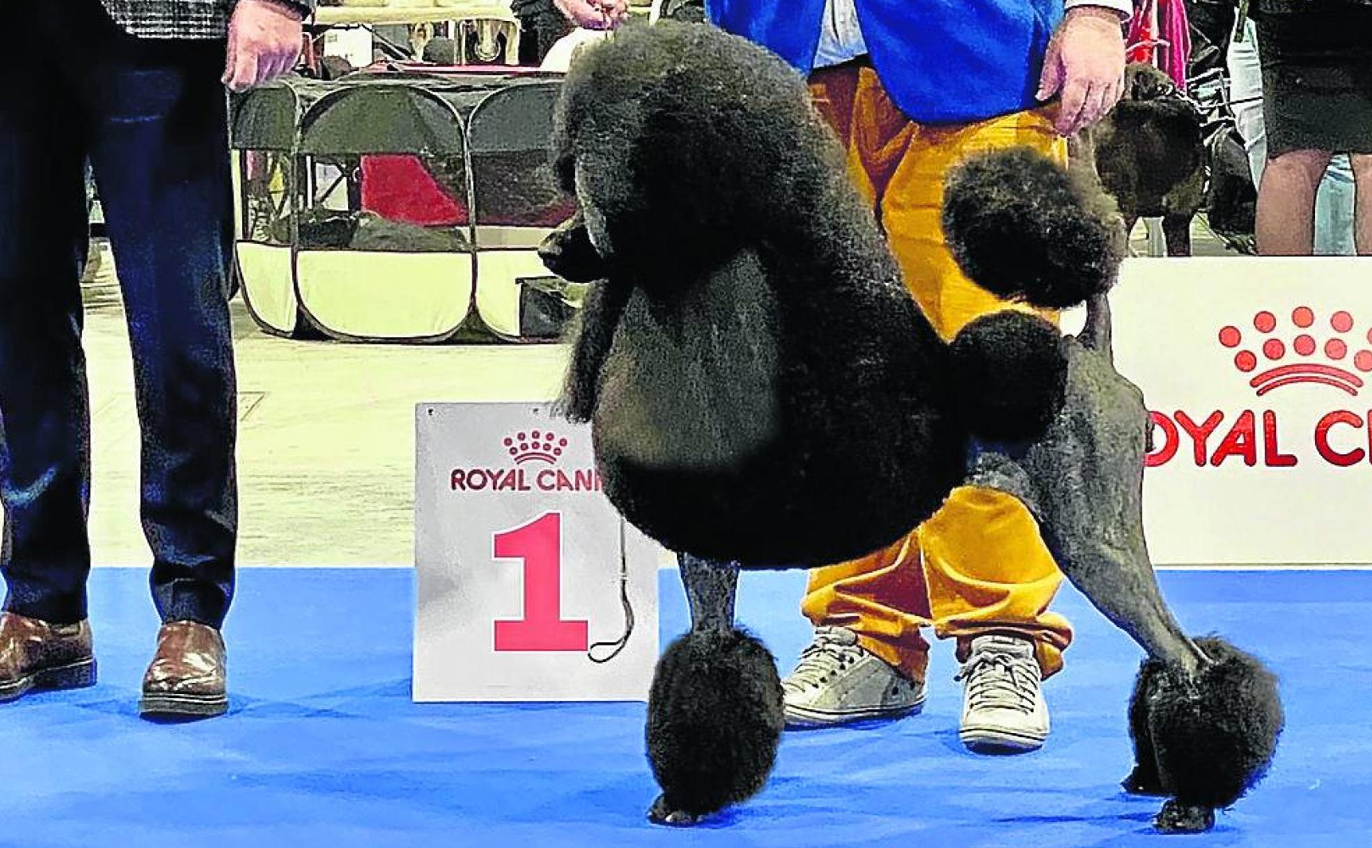 Oprah, de los campos de Palencia a reina de Europa