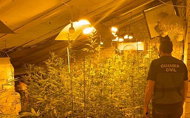 Plantación de marihuana intervenida por la Guardia Civil de Segovia en Zarzuela del Monte. 