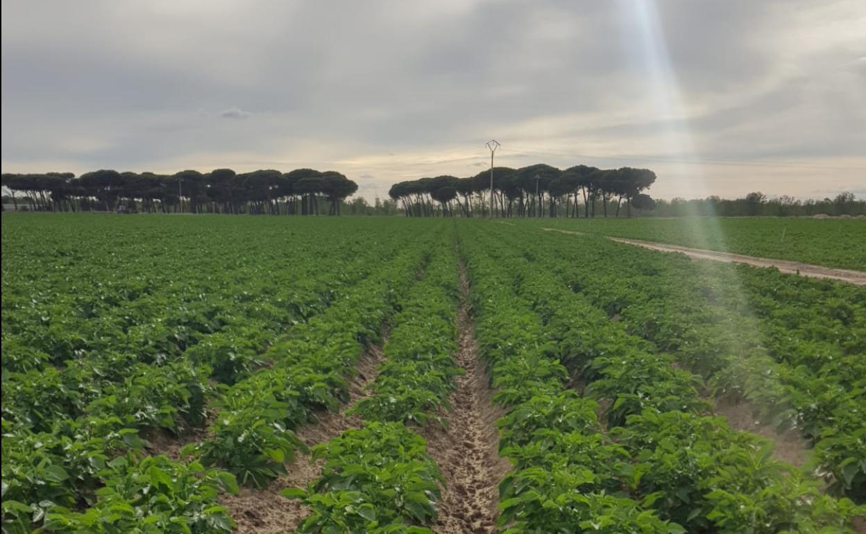 Superficie dedicada al cultivo de patata la pasada campaña. 