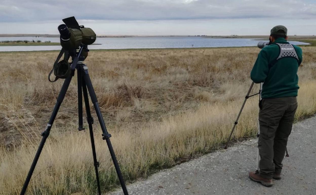 Observación aves acuáticas en humedales de CyL. 