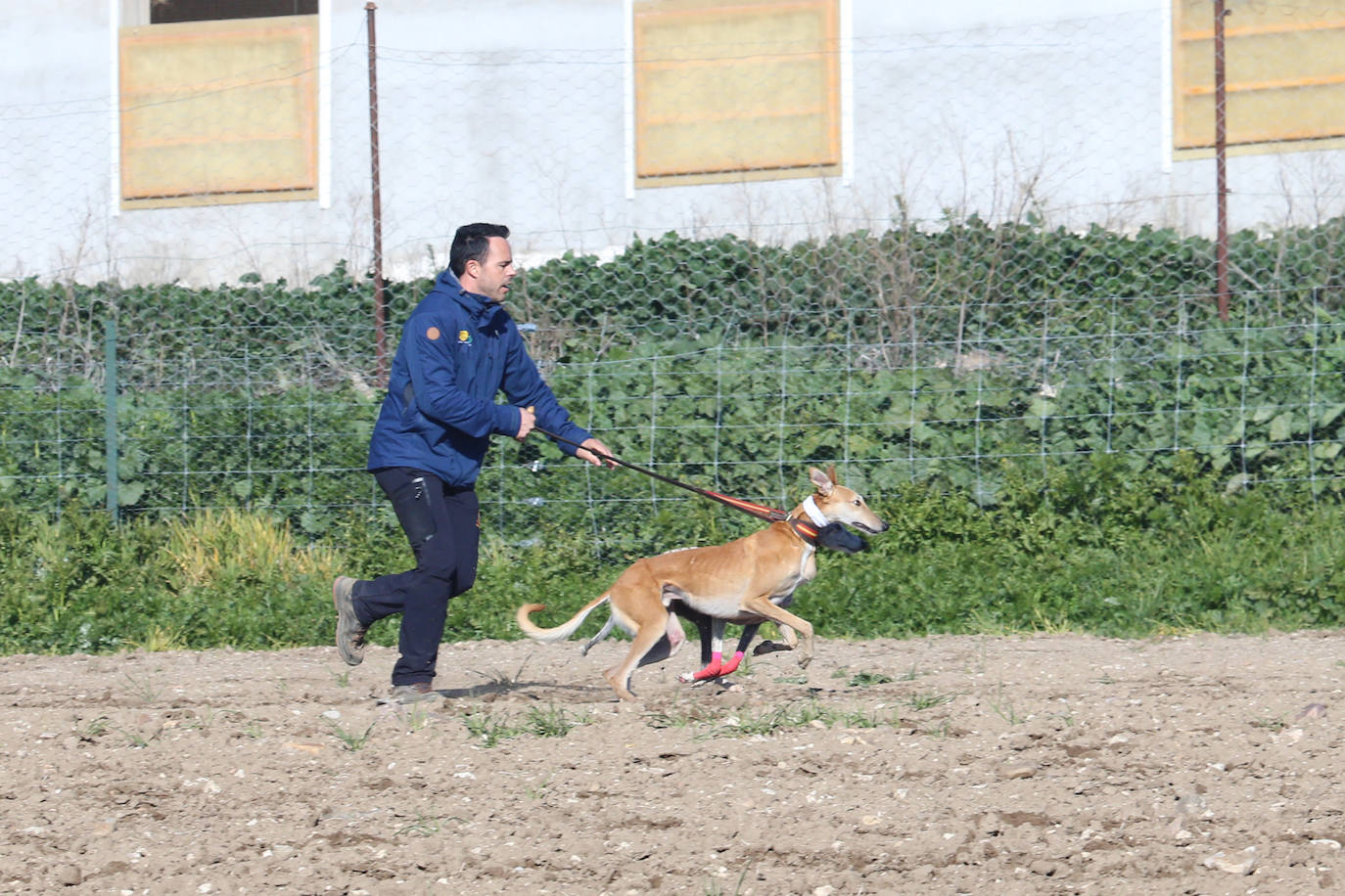 Fotos: Campeonato Nacional de Galgos en Medina del Campo