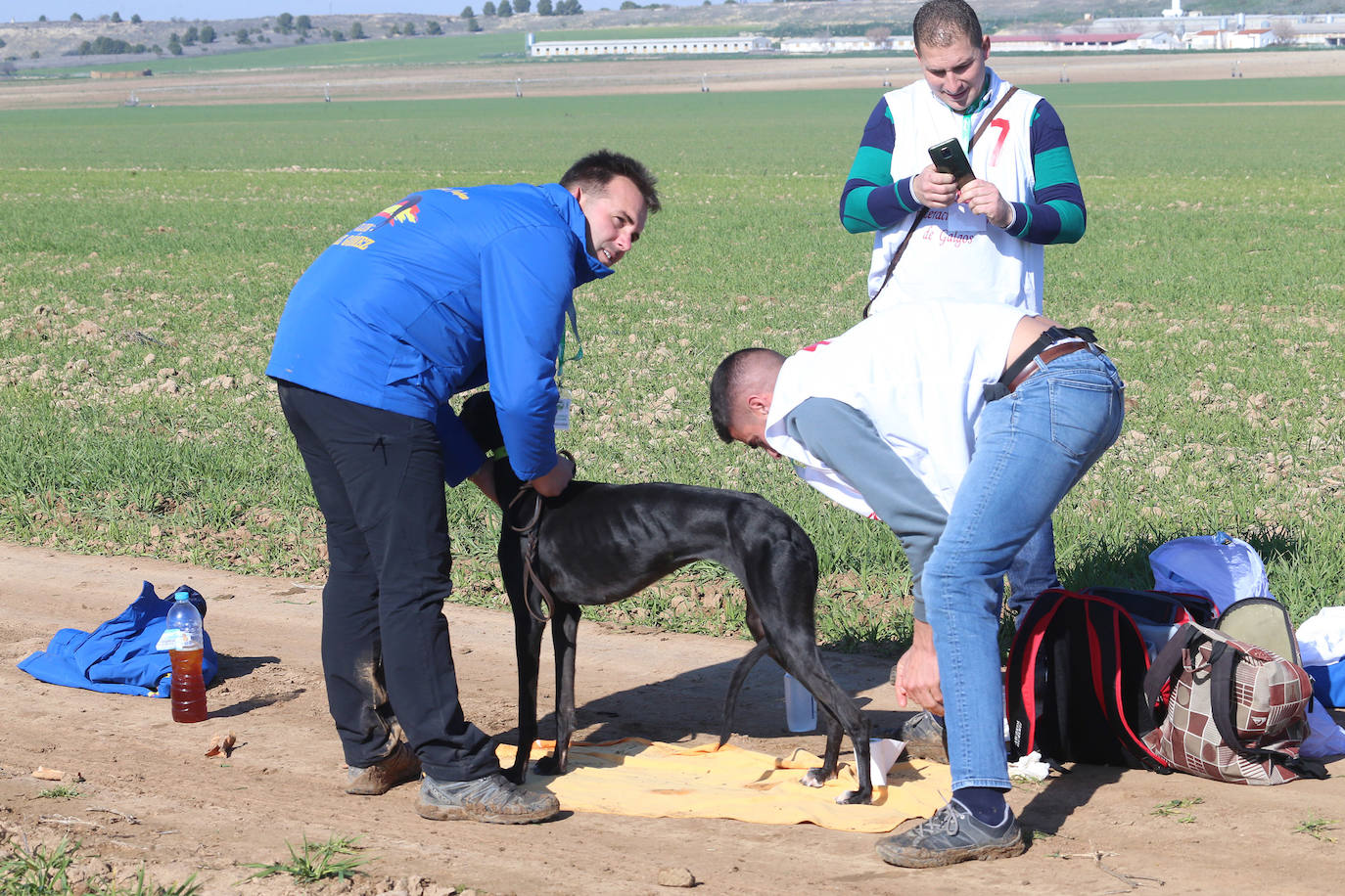 Fotos: Campeonato Nacional de Galgos en Medina del Campo