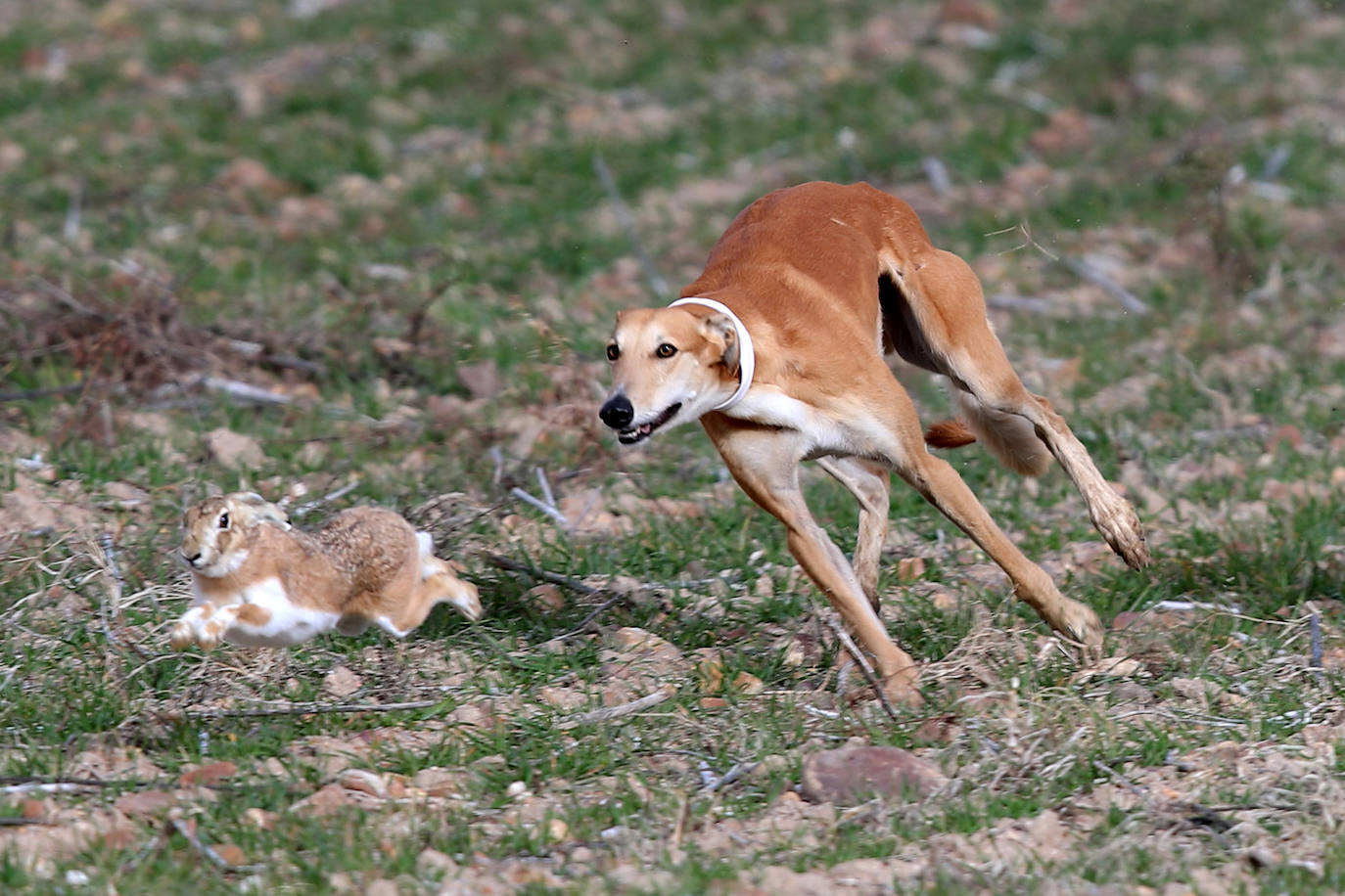 Fotos: Campeonato Nacional de Galgos en Medina del Campo