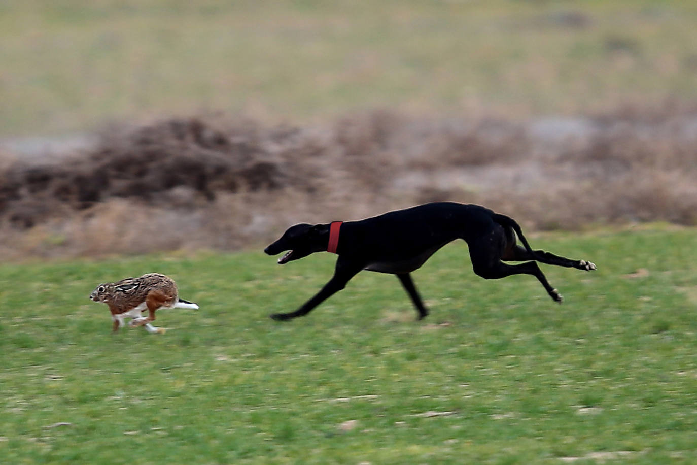 Fotos: Campeonato Nacional de Galgos en Medina del Campo