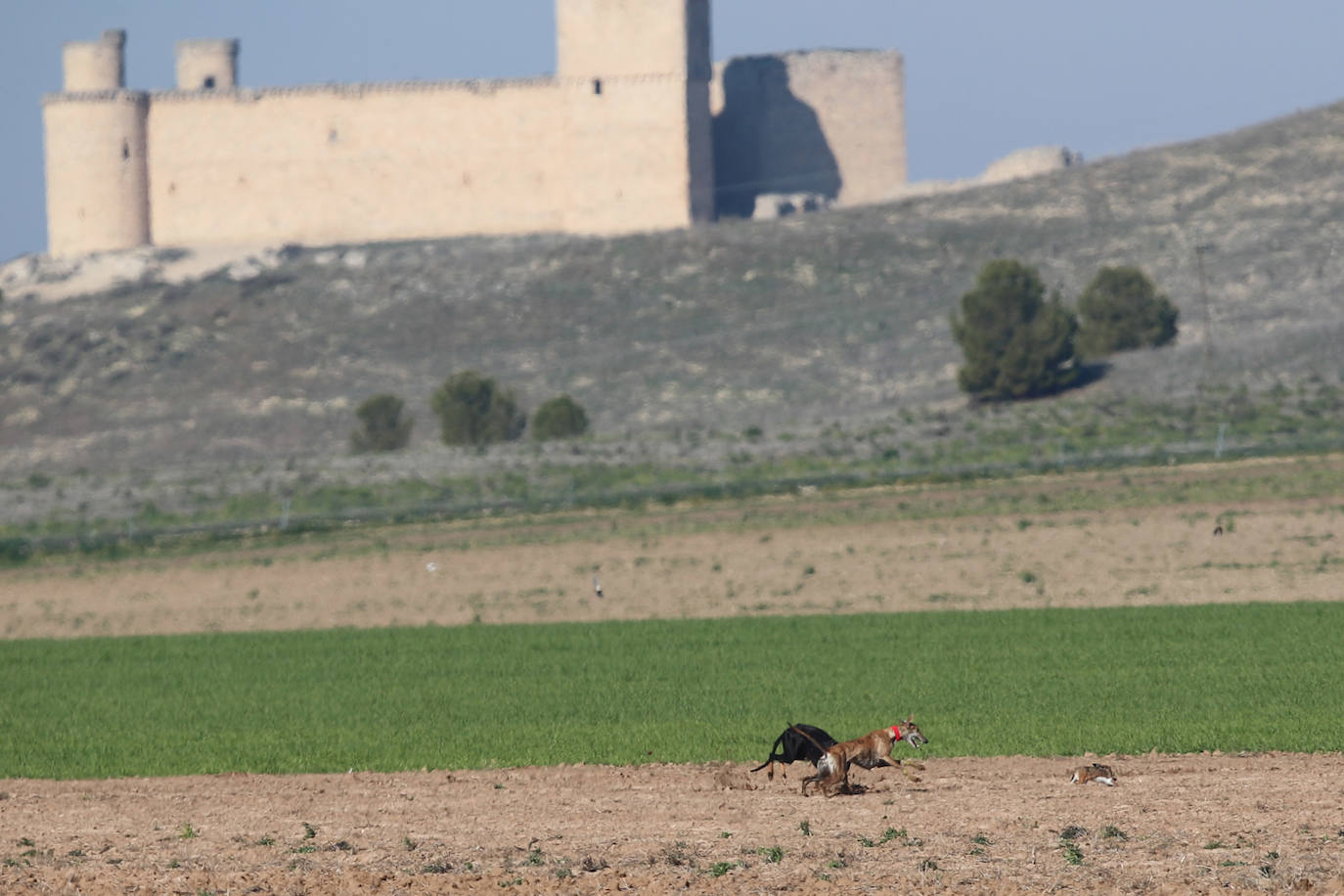 Fotos: Campeonato Nacional de Galgos en Medina del Campo