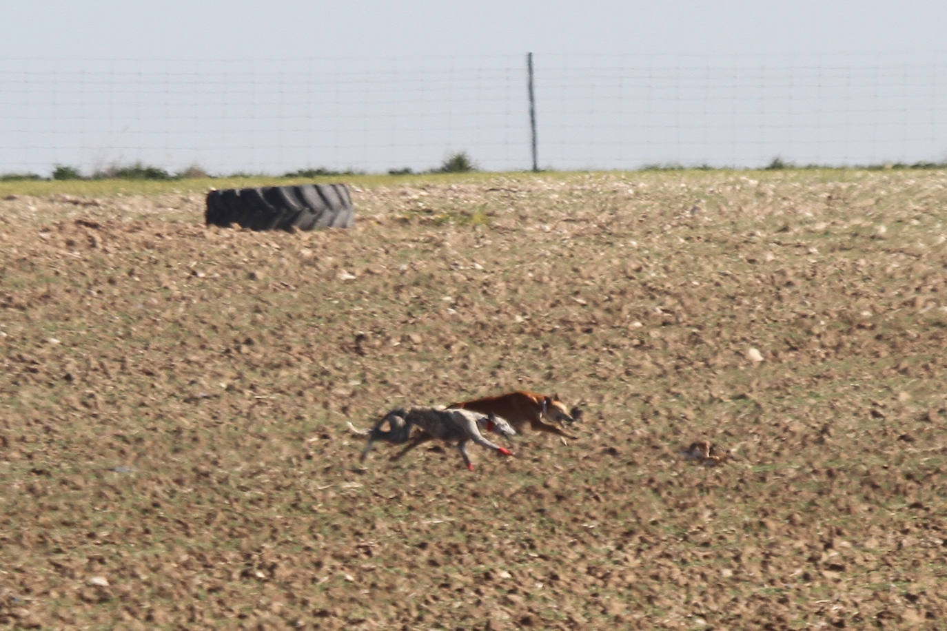 Fotos: Campeonato Nacional de Galgos en Medina del Campo