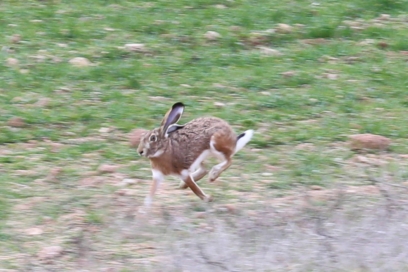 Fotos: Campeonato Nacional de Galgos en Medina del Campo
