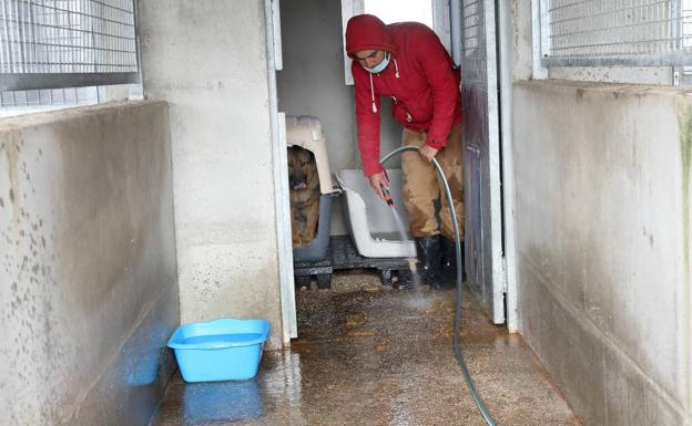 Limpieza de las jaulas en las instalaciones de la protectora Scooby.