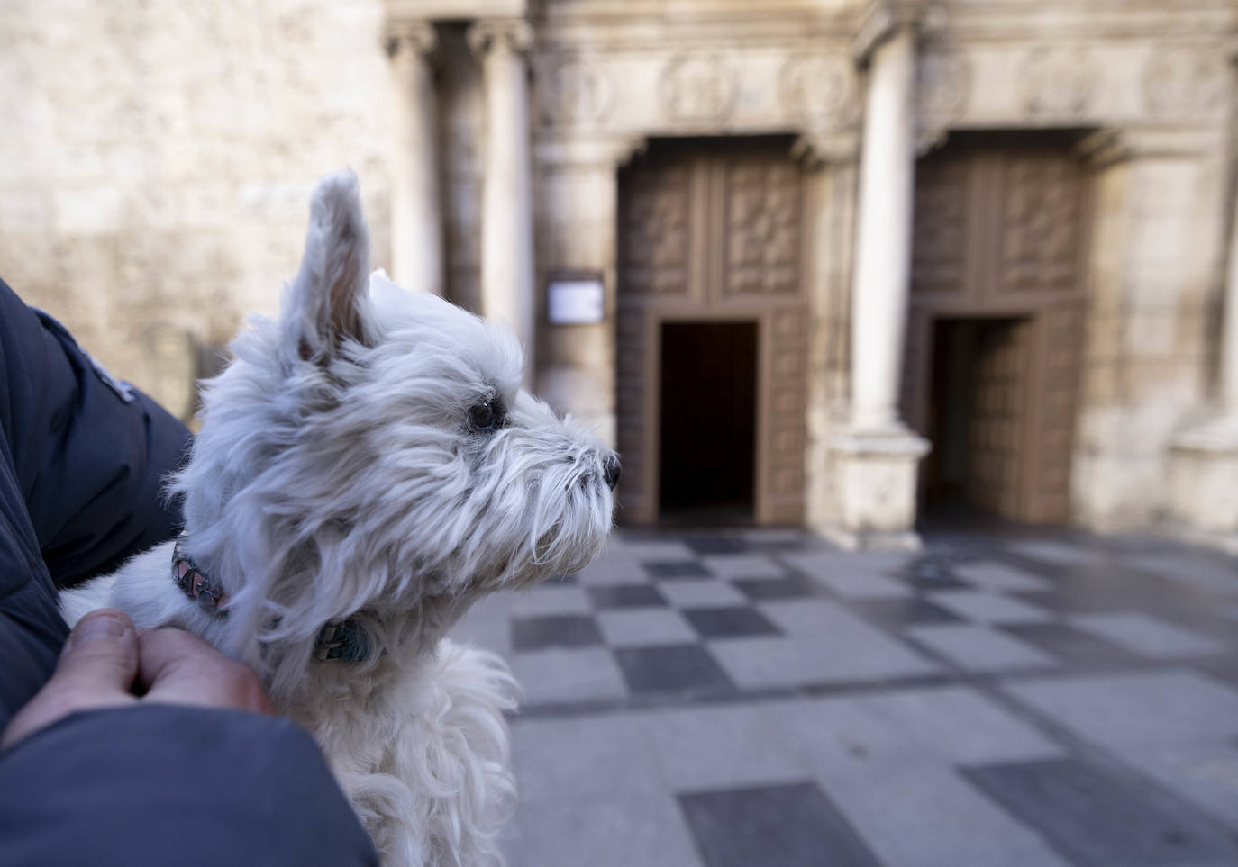 La iglesia vallisoletana de El Salvador, en la celebración de San Antón.