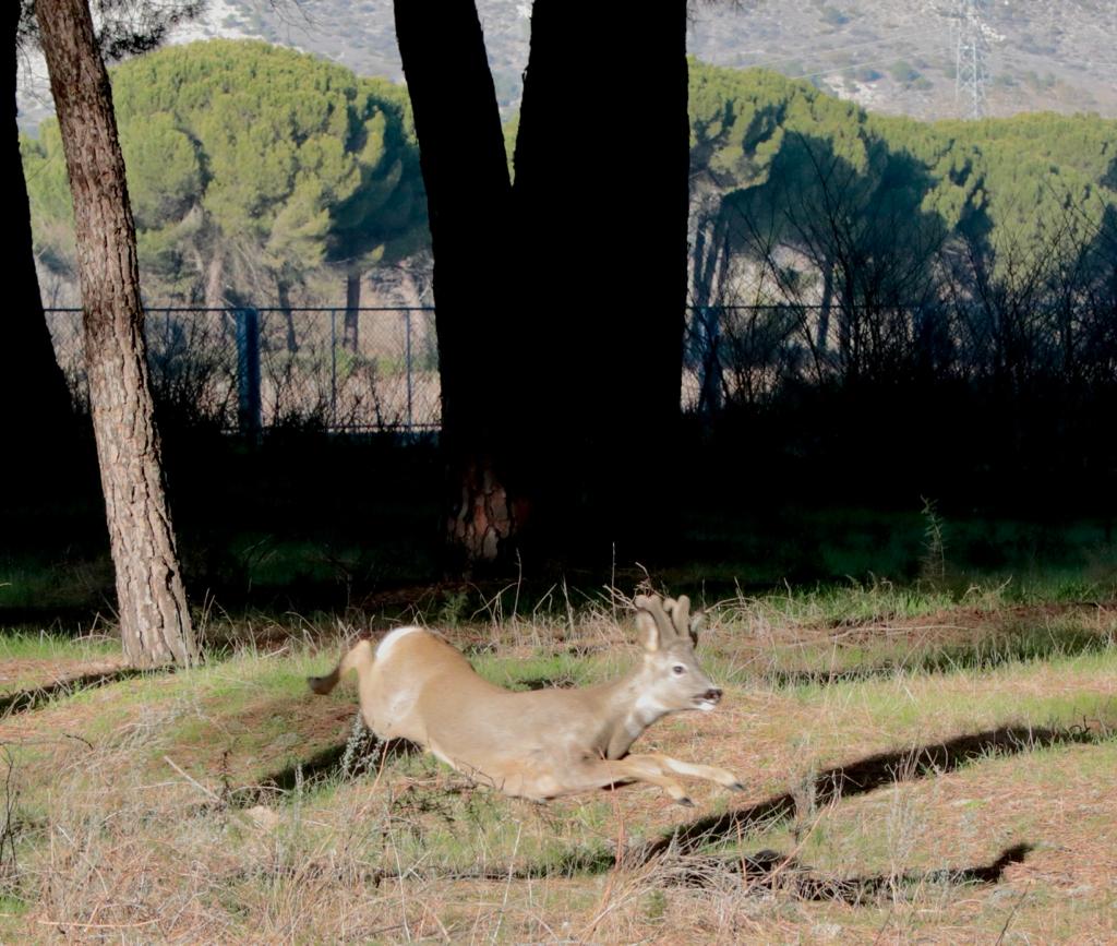 Fotos: Corzos y humanos conviven en el pinar de Traspinedo