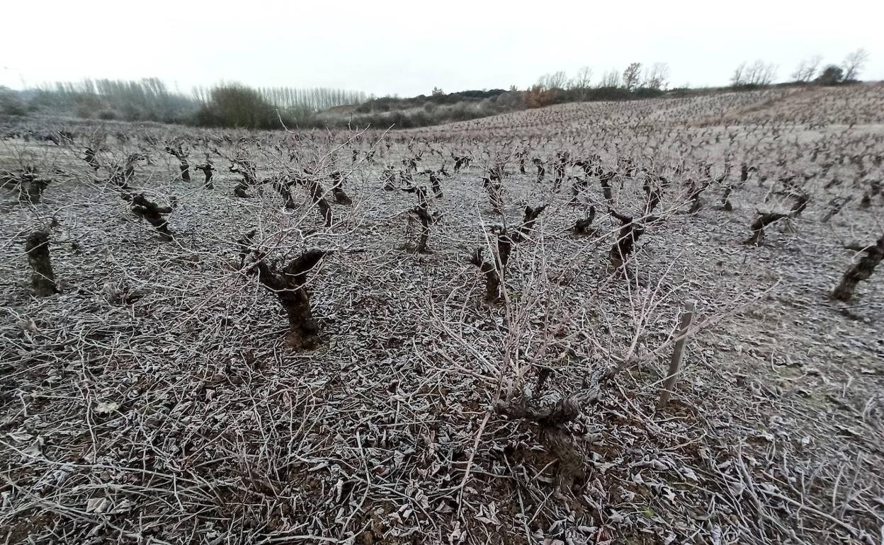 Helada en El Bierzo, el pasado lunes. 