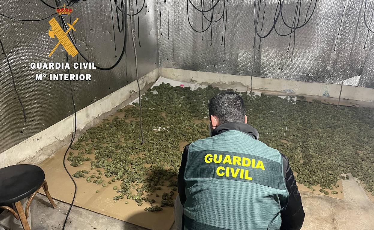 Plantación indoor de marihuana encontrada por la Guardia Civil. 