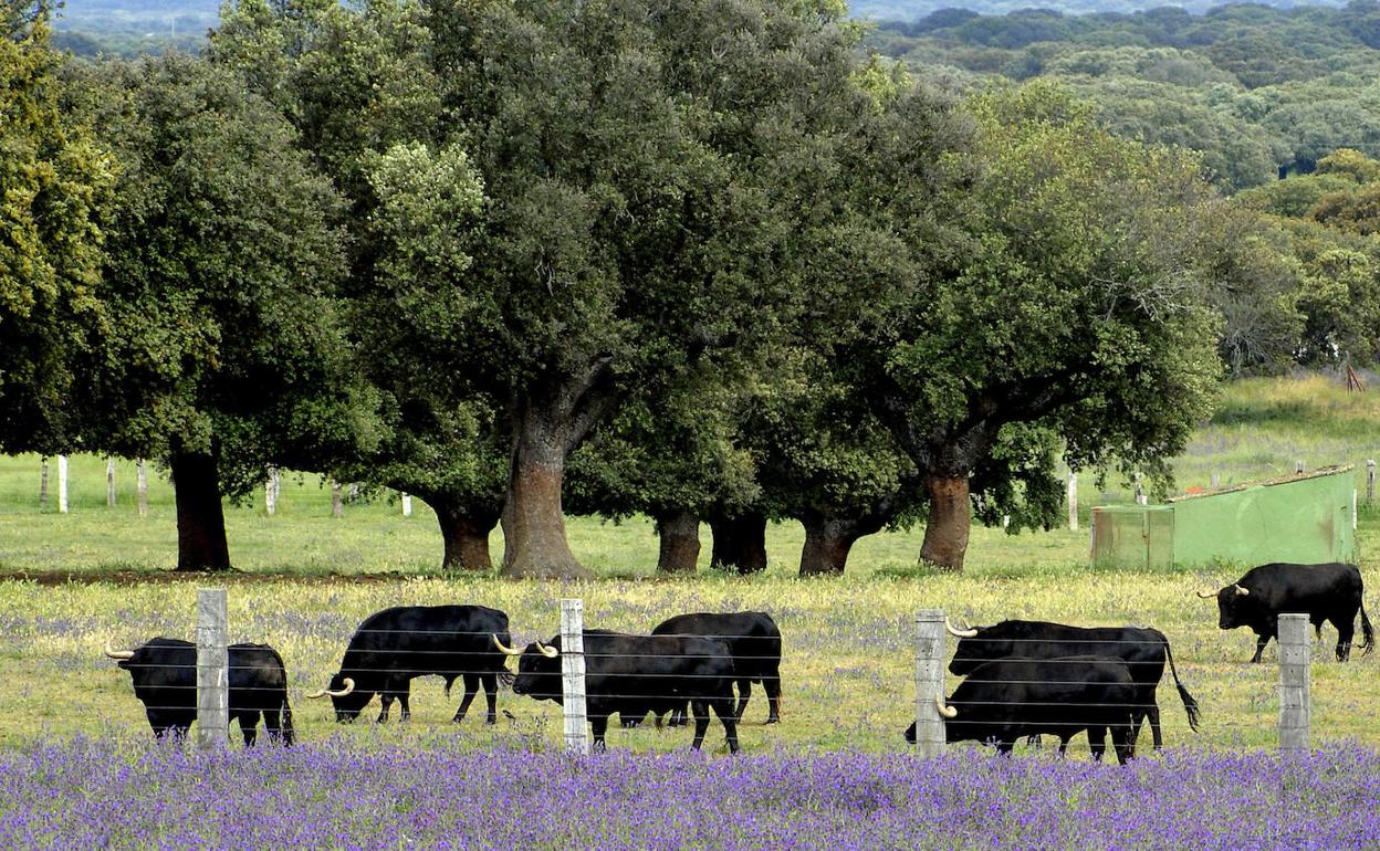 Ganado de toros en una finca salmantina. 