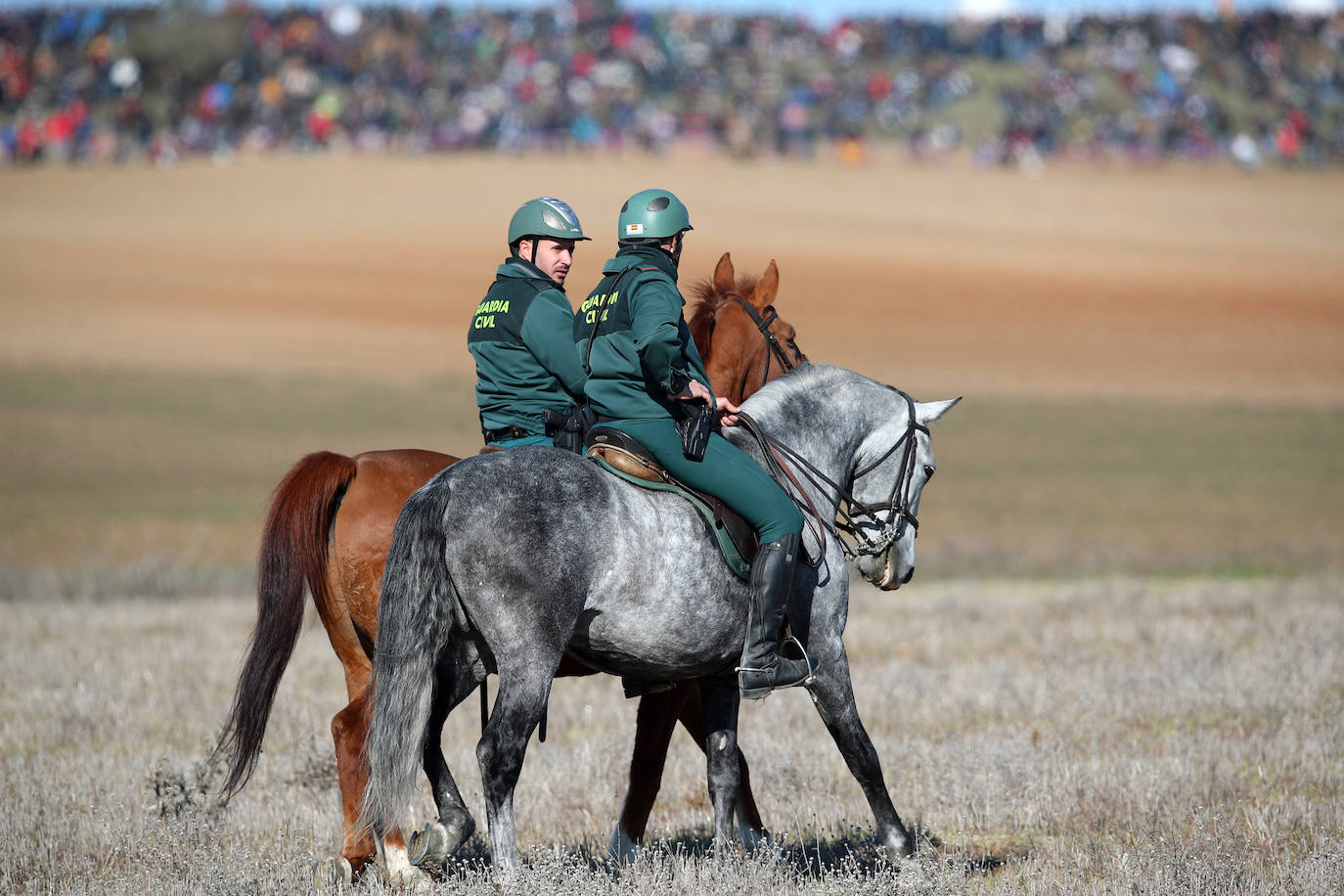 Primera jornada de cuartos de final del Campeonato Nacional de Galgos. 