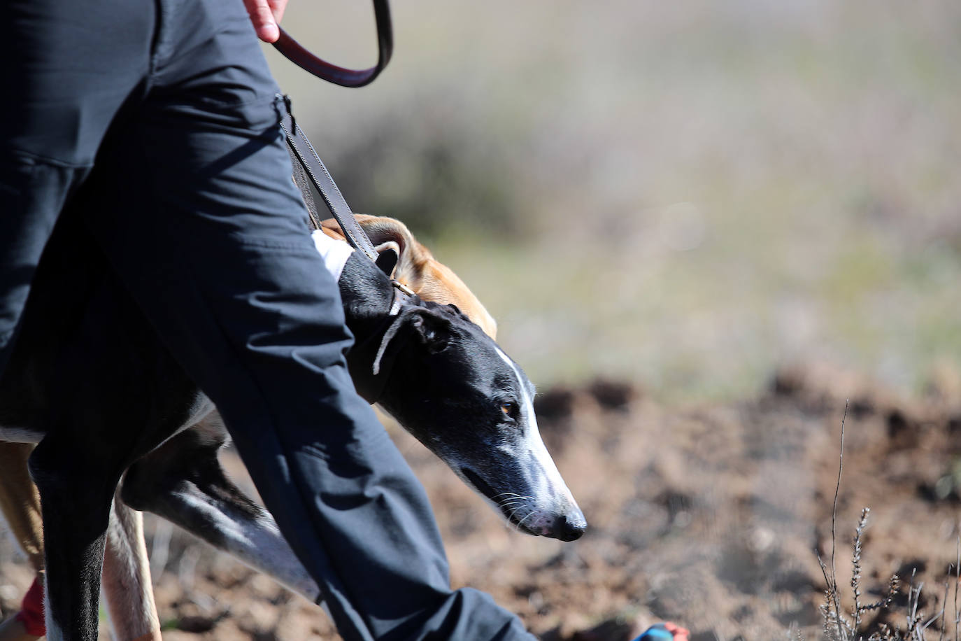 Primera jornada de cuartos de final del Campeonato Nacional de Galgos. 