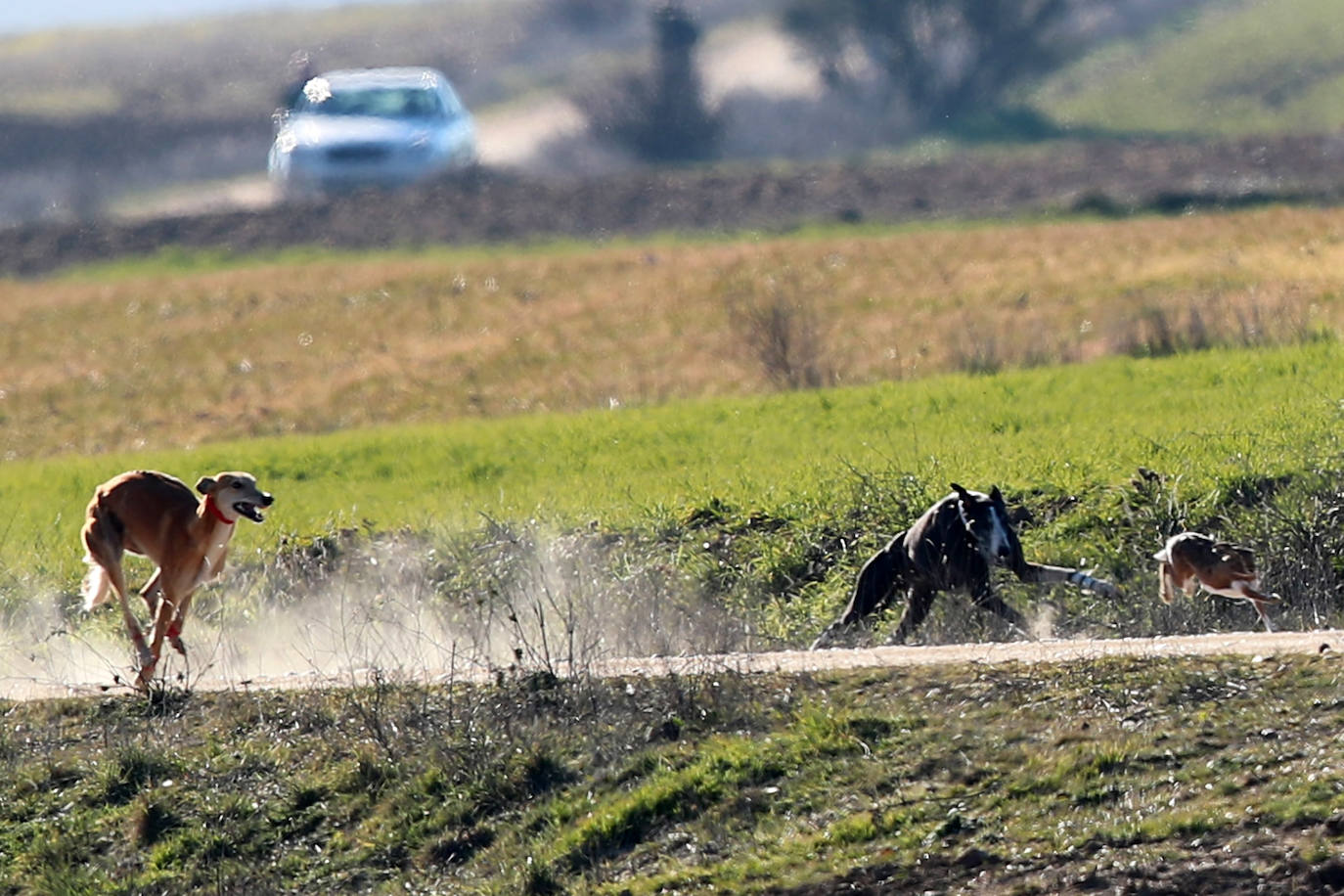 Primera jornada de cuartos de final del Campeonato Nacional de Galgos. 