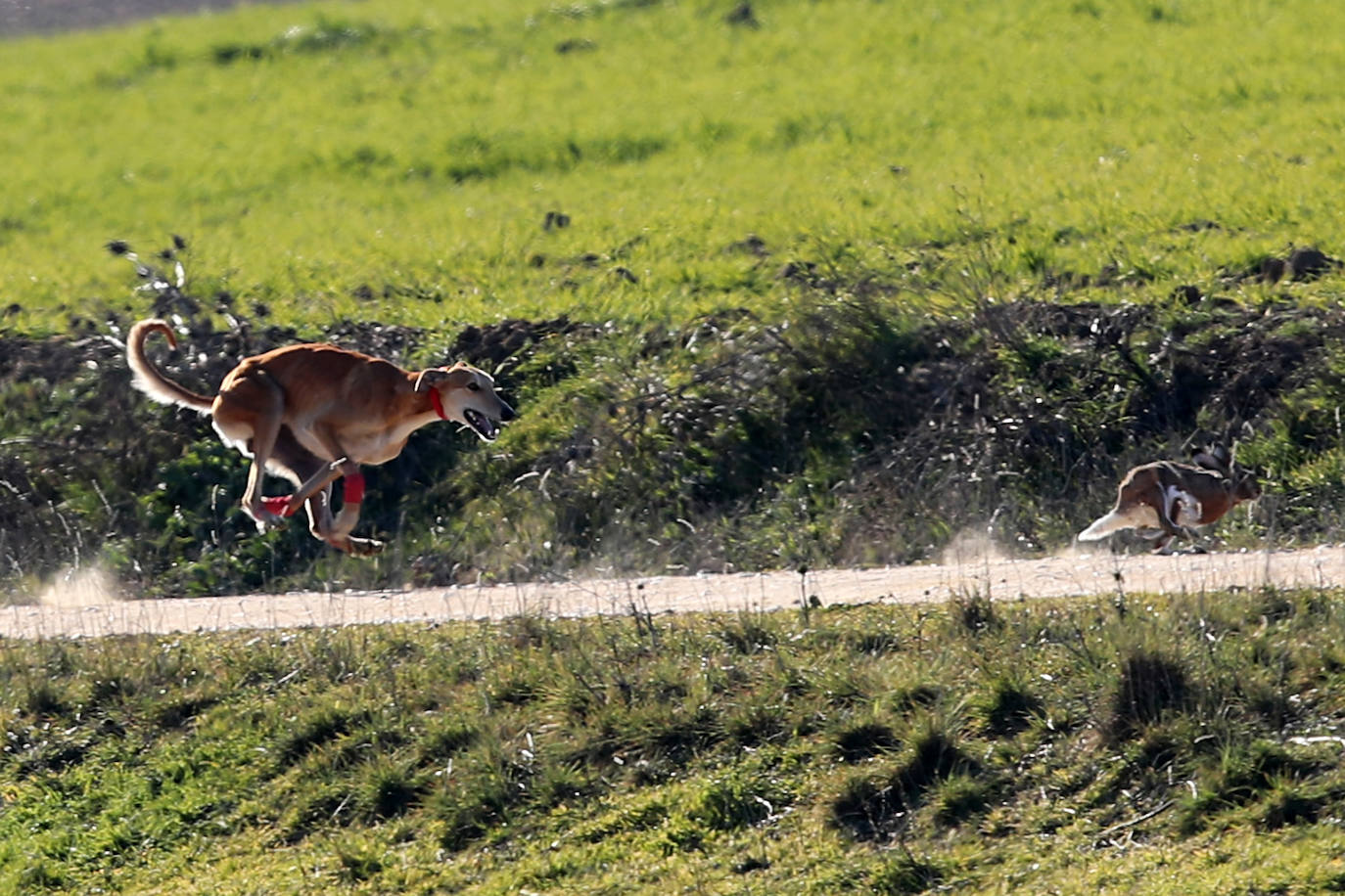 Primera jornada de cuartos de final del Campeonato Nacional de Galgos. 