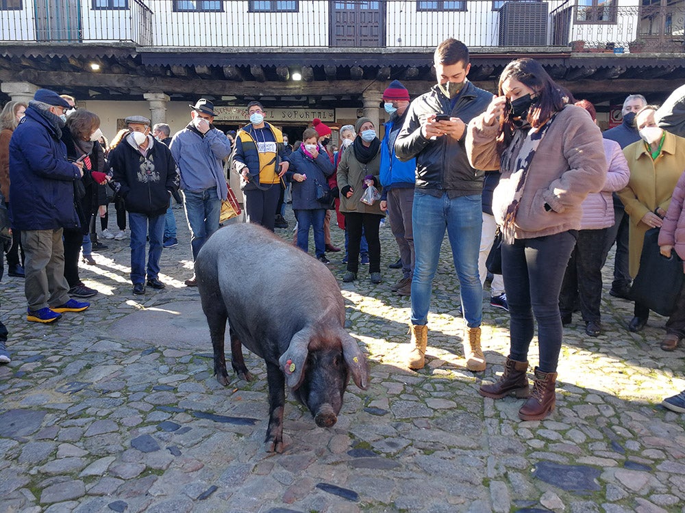 La Alberca recuerda la solidaridad del pueblo en la rifa del marrano de San Antón