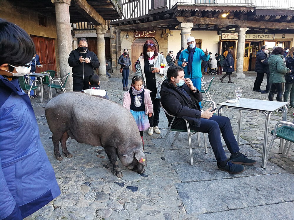 La Alberca recuerda la solidaridad del pueblo en la rifa del marrano de San Antón