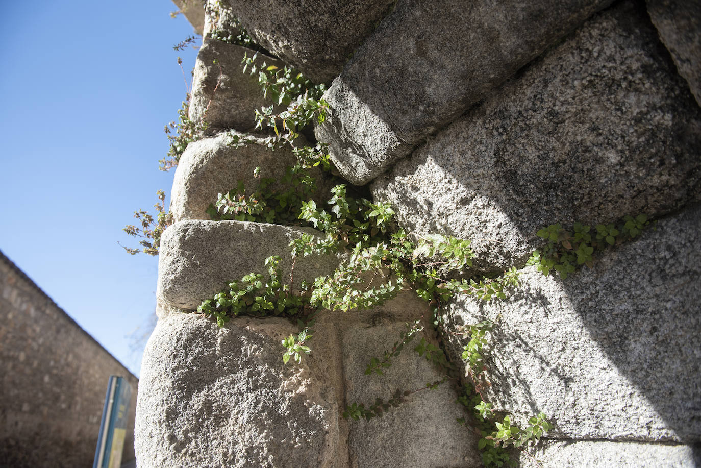 Plantas entre algunos de los sillares del monumento romano.