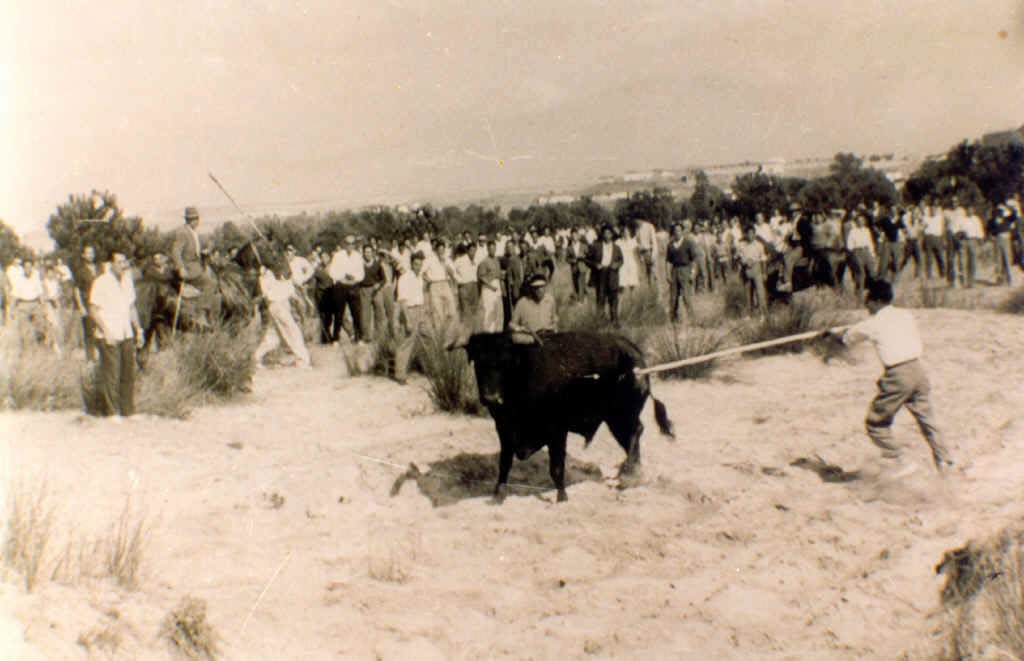 Alaceamiento del Toro de la Vega en los años 50.