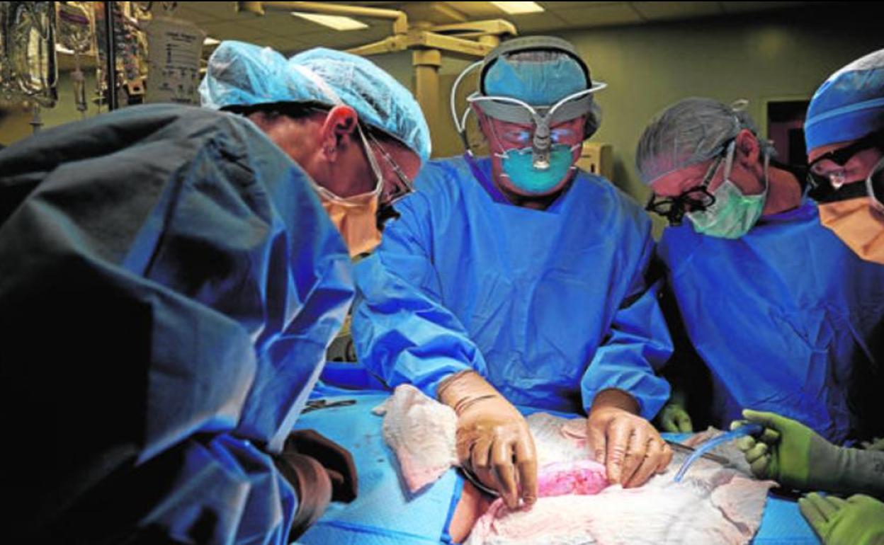 Imagen de la operación de trasplante de corazón en un cerdo.