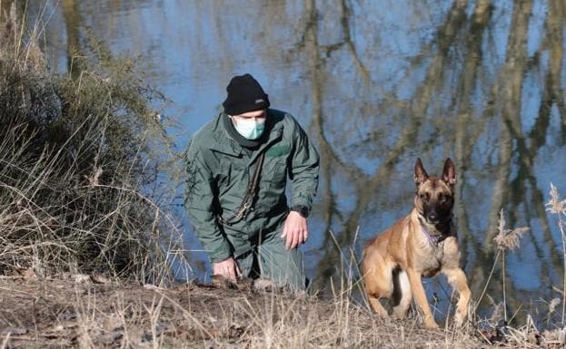 Un agente inspecciona la ribera del Duero con Osa, una perra adiestrada en búsquedas bajo el agua. 