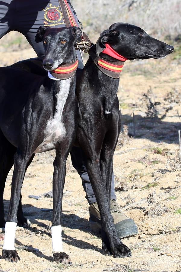 Fotos: Segunda jornada de semifinales del LXXXIV Campeonato de España de Galgos en Campo
