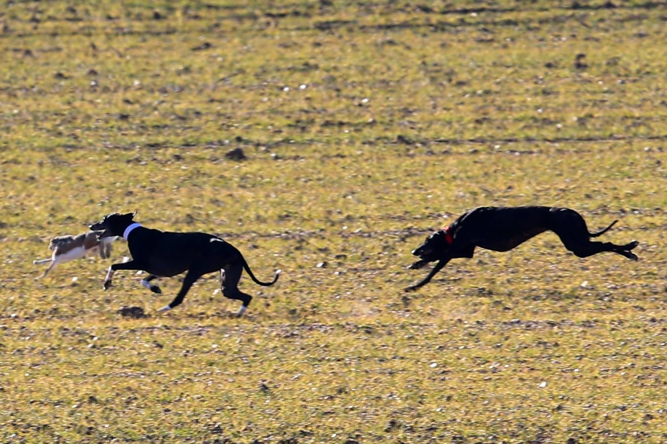 Fotos: Segunda jornada de semifinales del LXXXIV Campeonato de España de Galgos en Campo