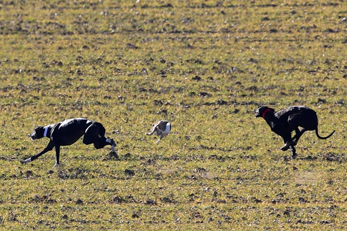 Fotos: Segunda jornada de semifinales del LXXXIV Campeonato de España de Galgos en Campo
