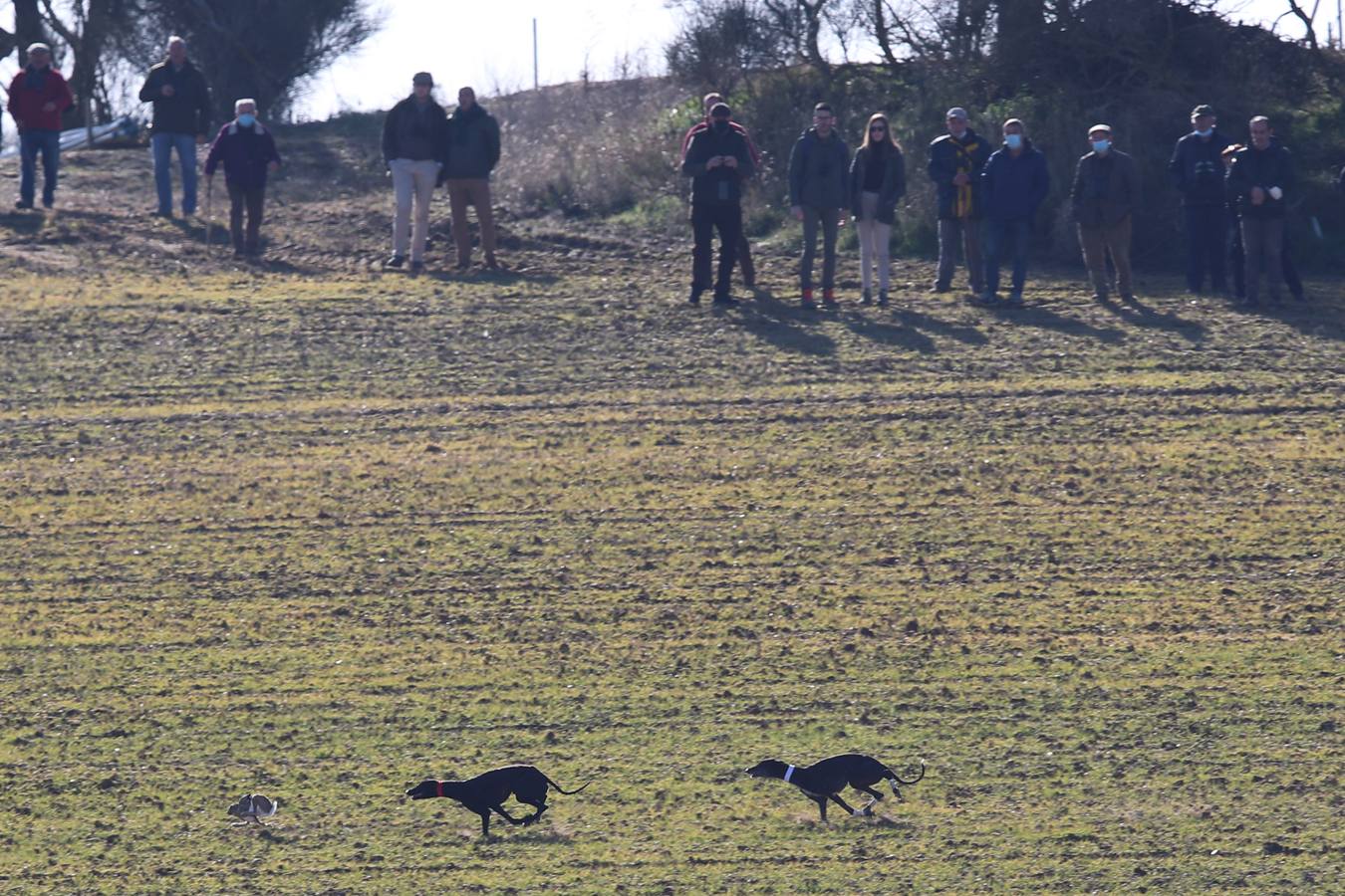 Fotos: Segunda jornada de semifinales del LXXXIV Campeonato de España de Galgos en Campo
