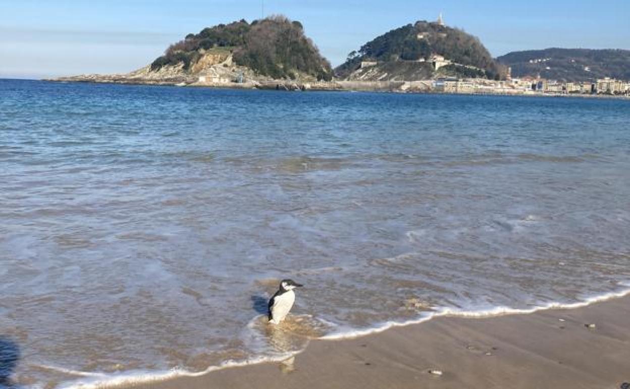 Un pingüino en San Sebastián
