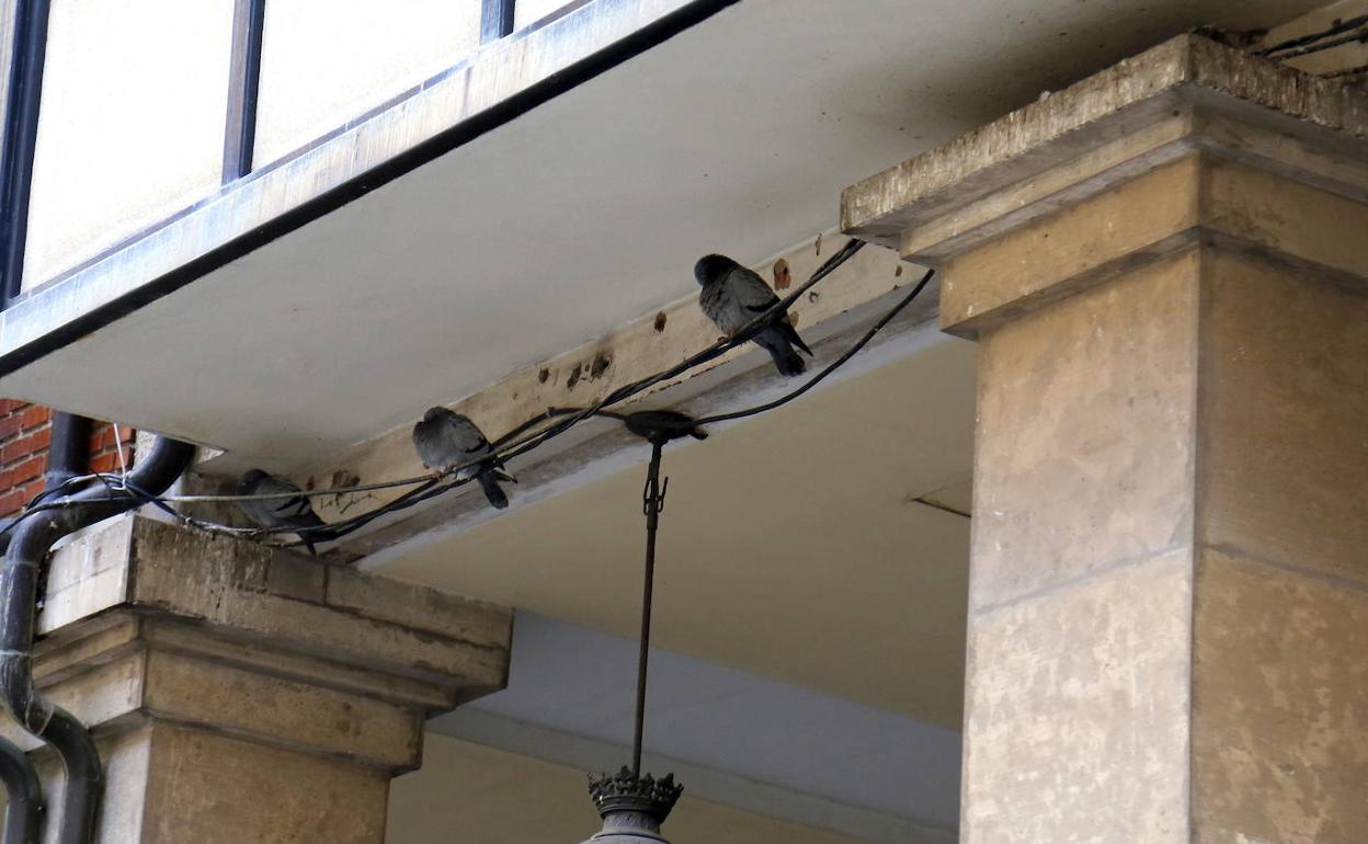 Palomas en los soportales de la Calle Mayor.