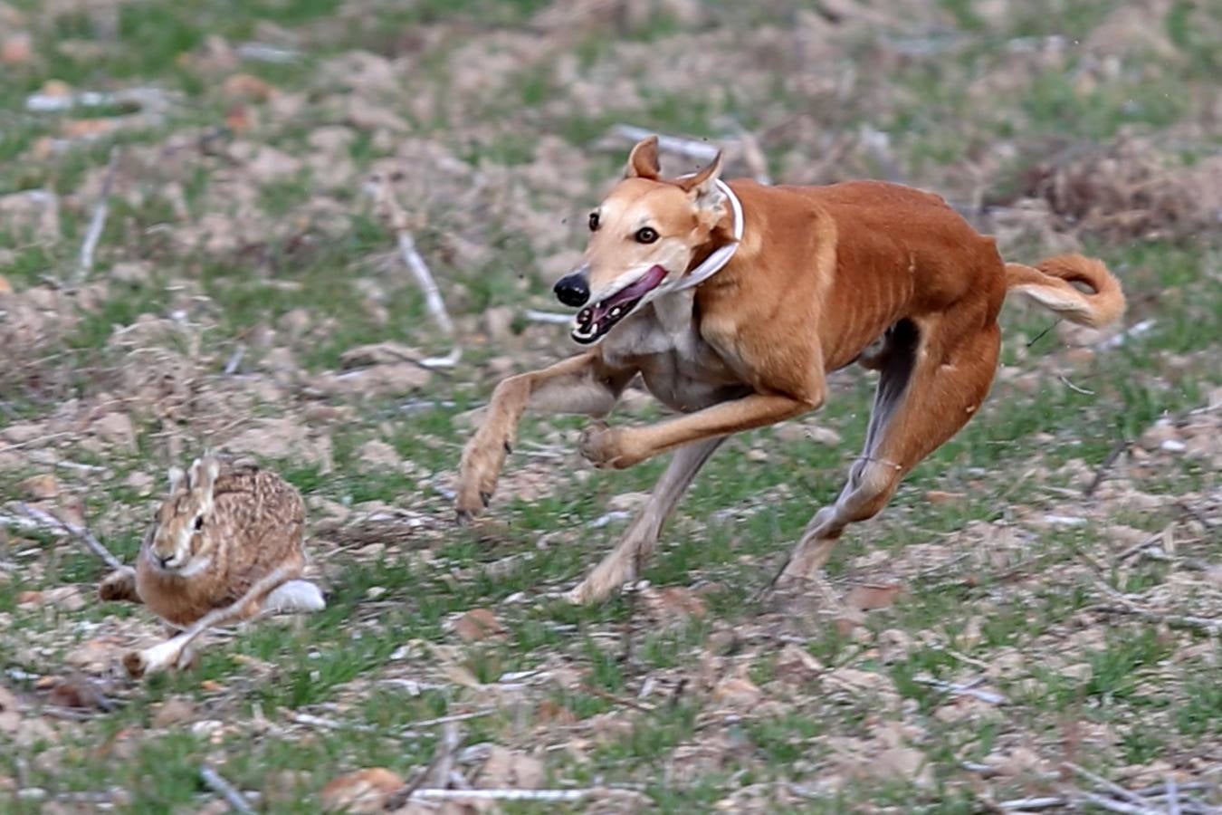 Fotos: El galgo castellano y leonés Rubio de Triki se impone en el Campeonato Nacional en Campo