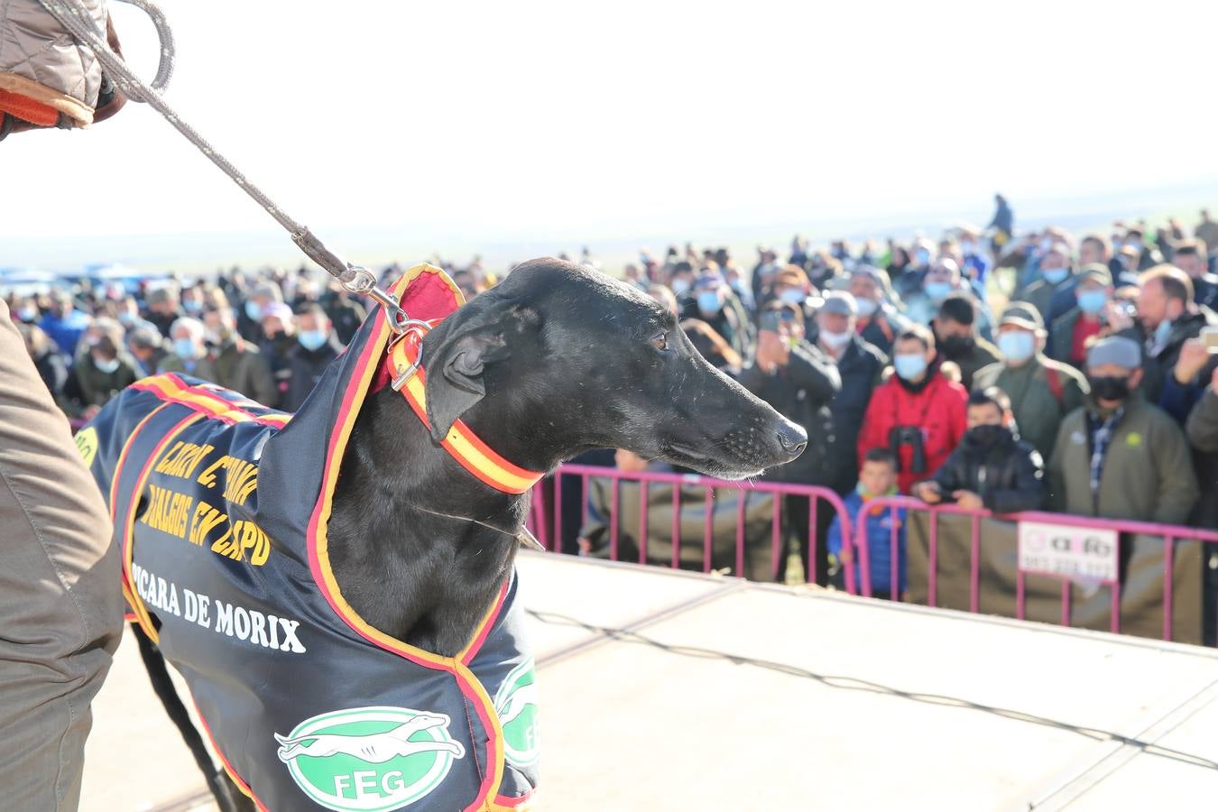 Fotos: El galgo castellano y leonés Rubio de Triki se impone en el Campeonato Nacional en Campo