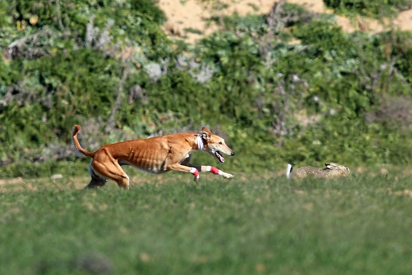 Fotos: El galgo castellano y leonés Rubio de Triki se impone en el Campeonato Nacional en Campo