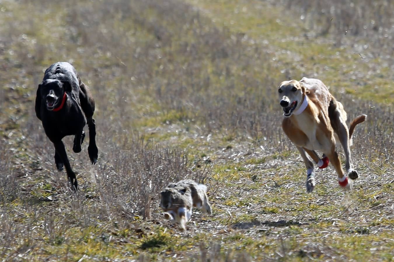 Fotos: El galgo castellano y leonés Rubio de Triki se impone en el Campeonato Nacional en Campo