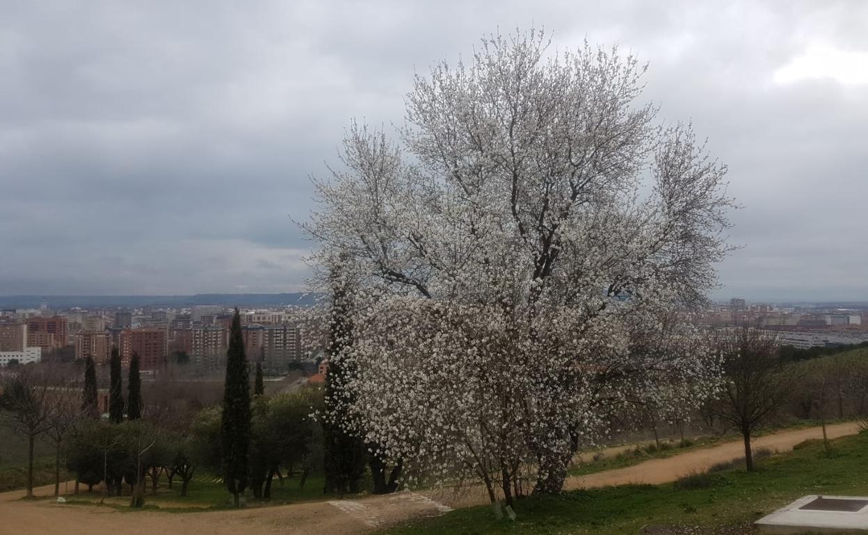 Almendros en flor en Parquesol (Valladolid) la primavera pasada. 