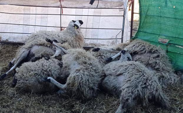 Algunas de las ovejas muertas en Huérmeces, Burgos. 