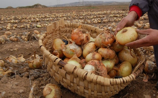 Cebolla, el ingrediente fundamental en la cocina