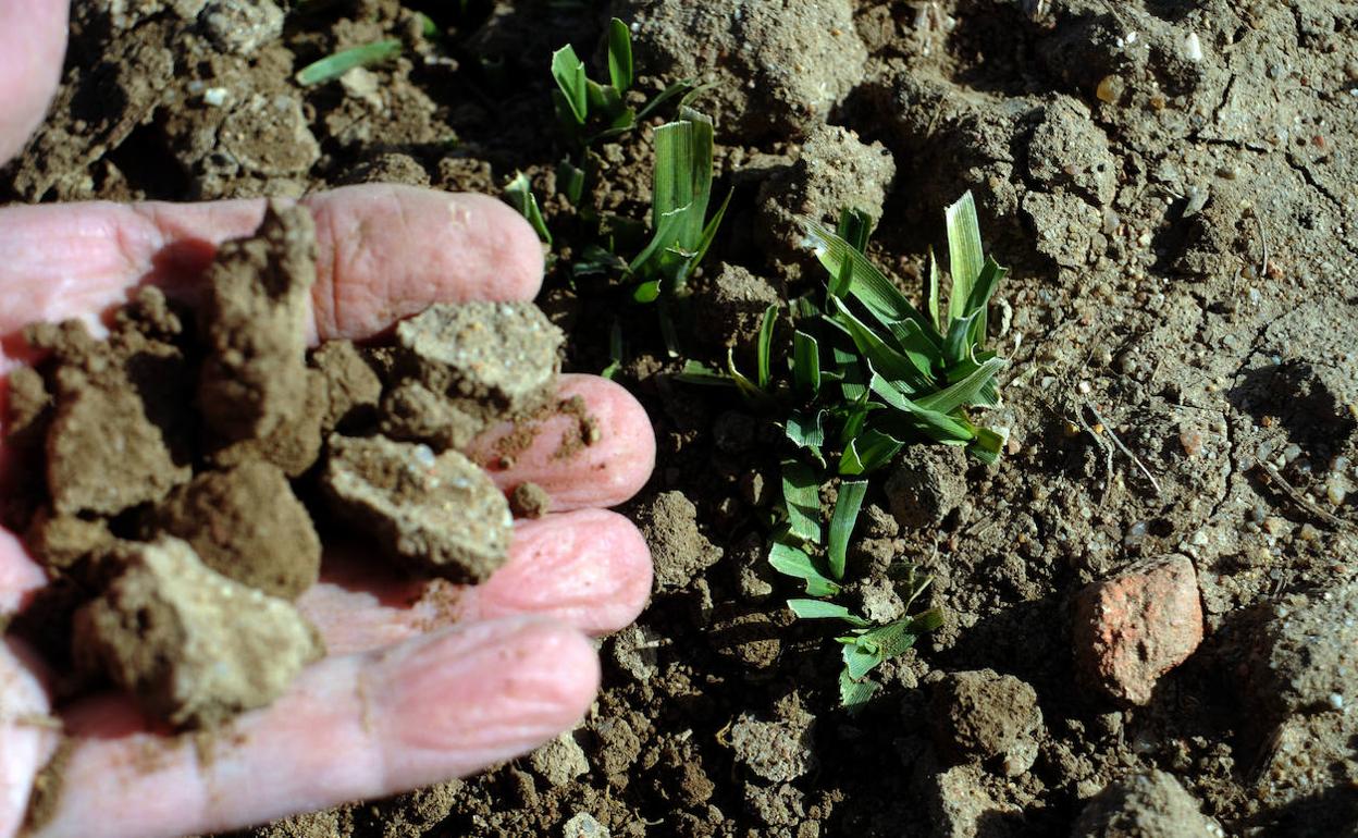 Los campos de cultivo padecen la falta de agua de este invierno. 